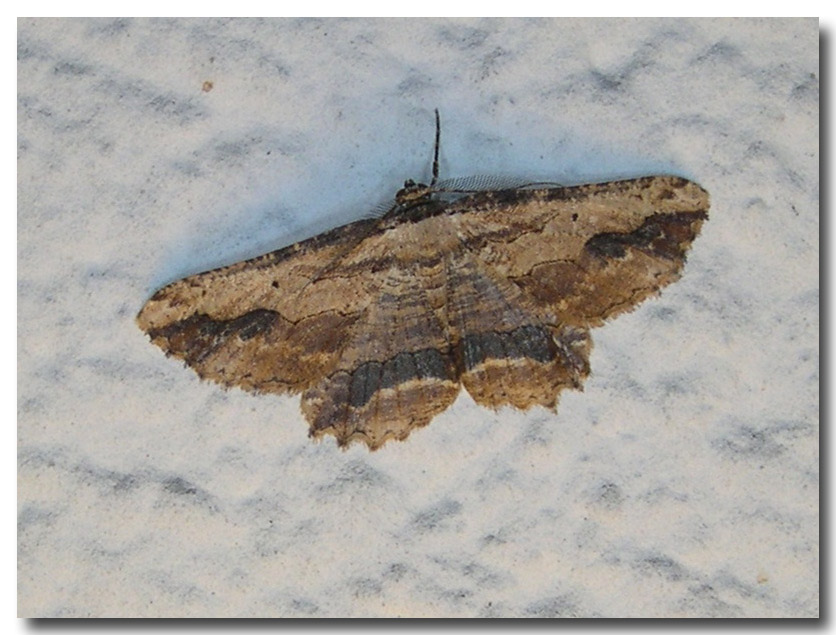 Geometridae fresco di giornata: Menophra abruptaria